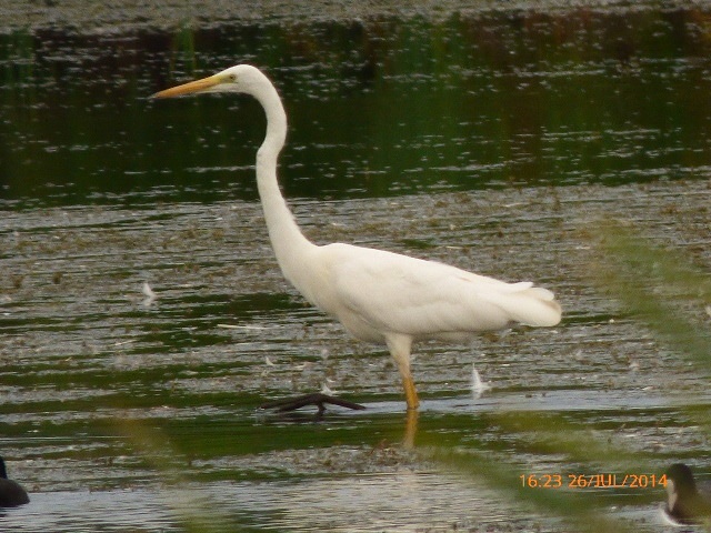 Great White Egret