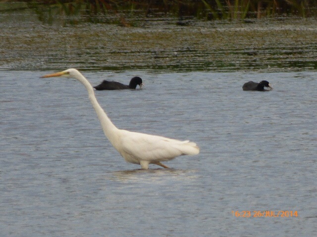 Great White Egret