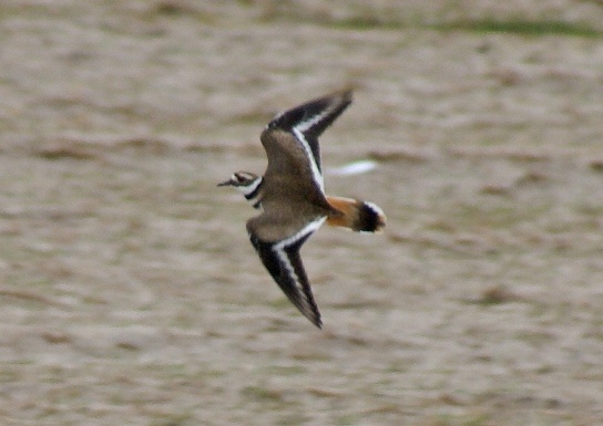 Killdeer