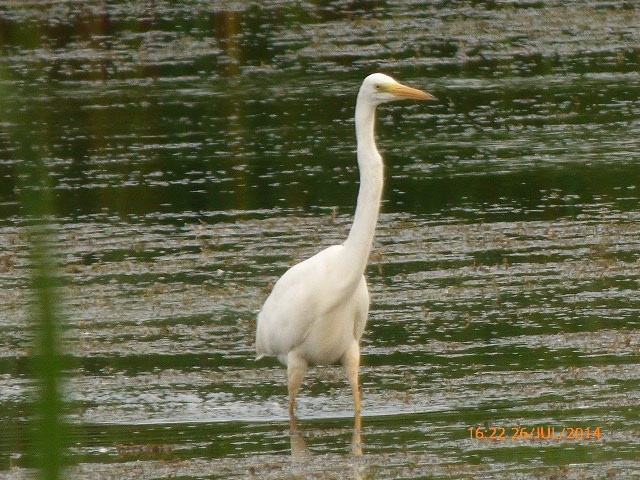 Great White Egret