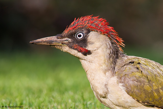 Green Woodpecker