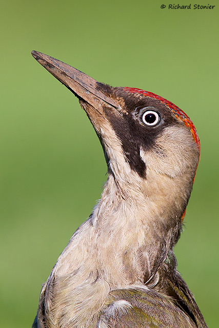 Green Woodpecker