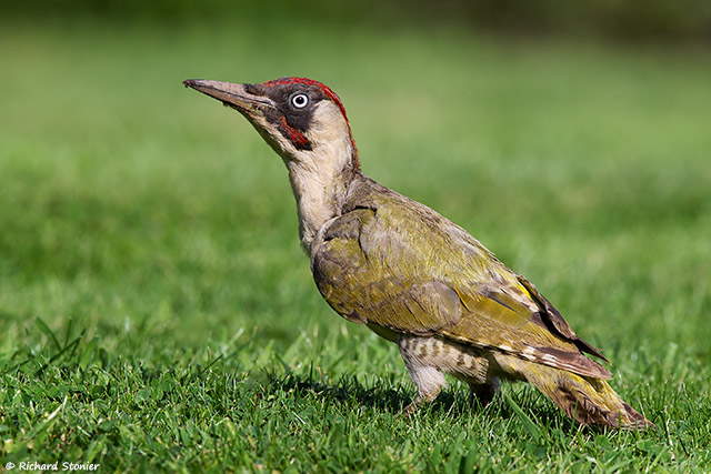 Green Woodpecker