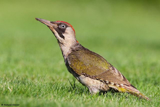 Green Woodpecker