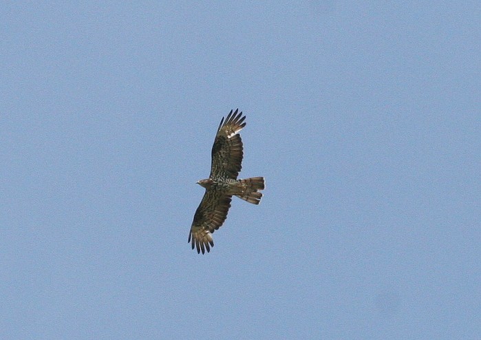 Honey Buzzard