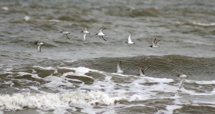 Sanderling