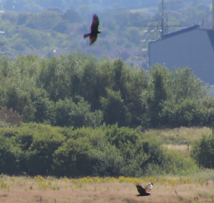 Marsh Harrier
