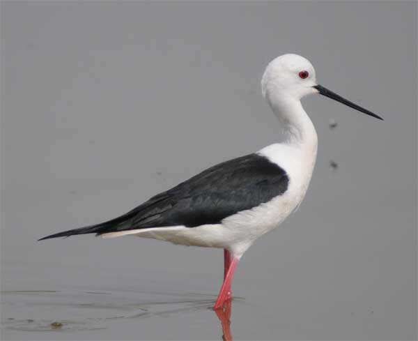 Black-winged Stilt