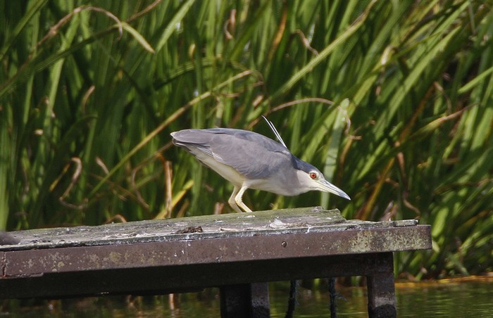 Night Heron
