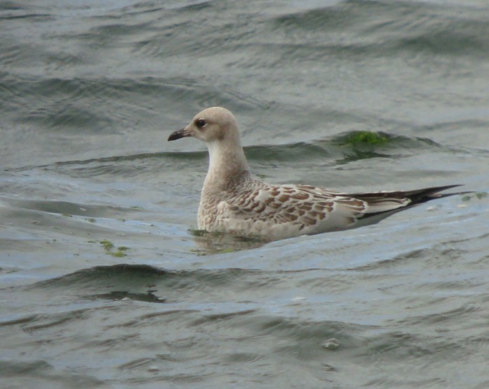 Mediterranean Gull