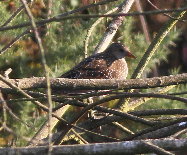 Spotted Crake