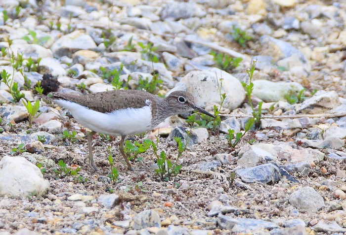 Common Sandpiper