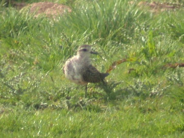 American Golden Plover