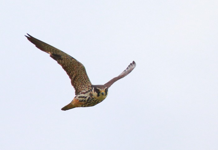 Hobby