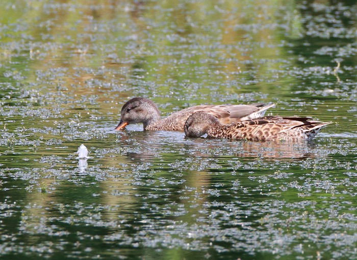 Gadwall