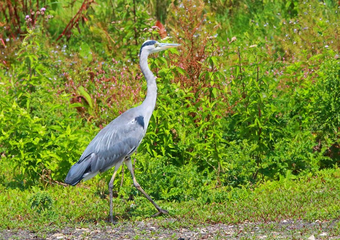 Grey Heron