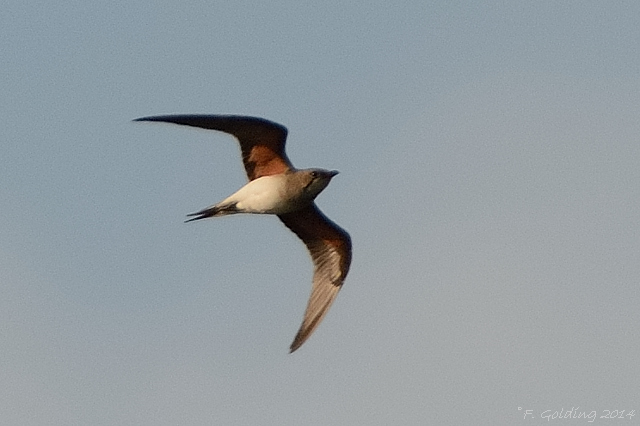 Collared Pratincole