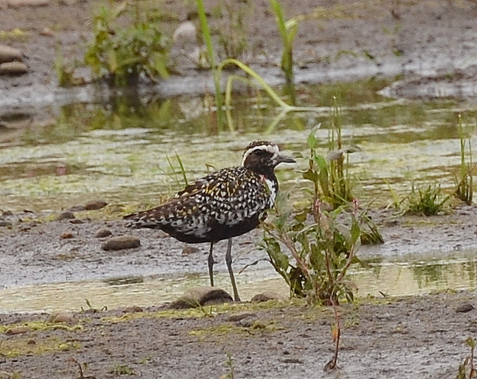 Pacific Golden Plover