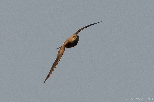 Collared Pratincole