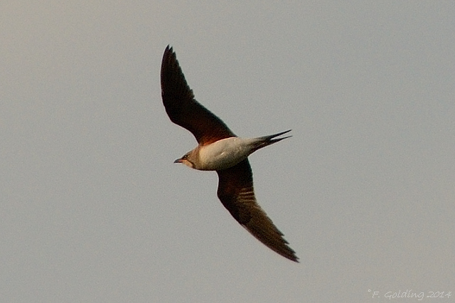 Collared Pratincole