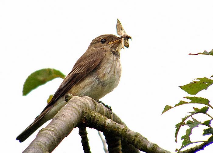 Spotted Flycatcher