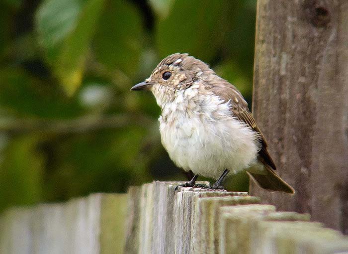 Spotted Flycatcher