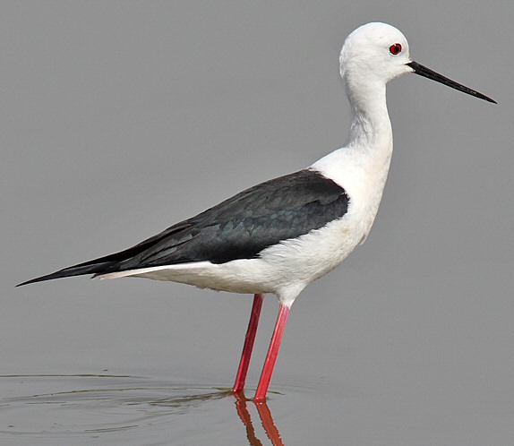 Black-winged Stilt