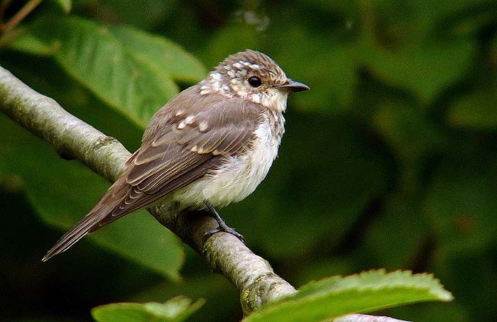 Spotted Flycatcher