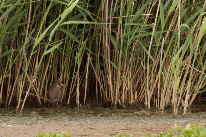 Spotted Crake