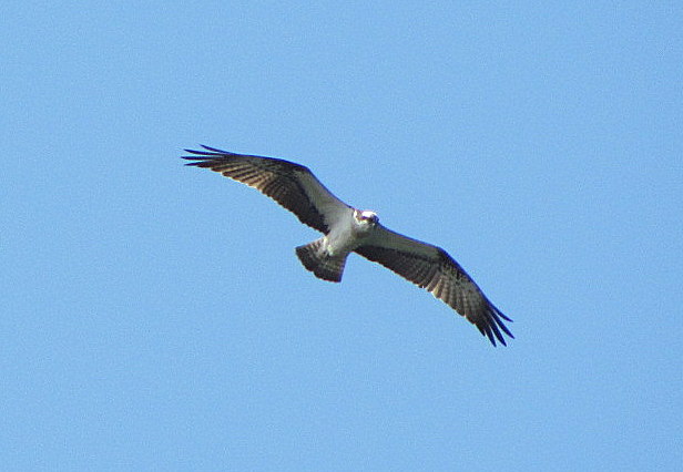 Osprey
