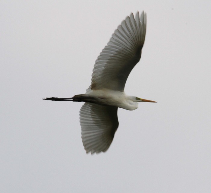 Great White Egret