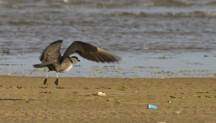 Long-tailed Skua