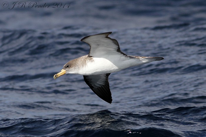 Cory's Shearwater