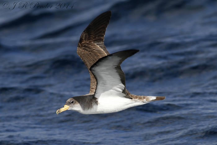 Cory's Shearwater