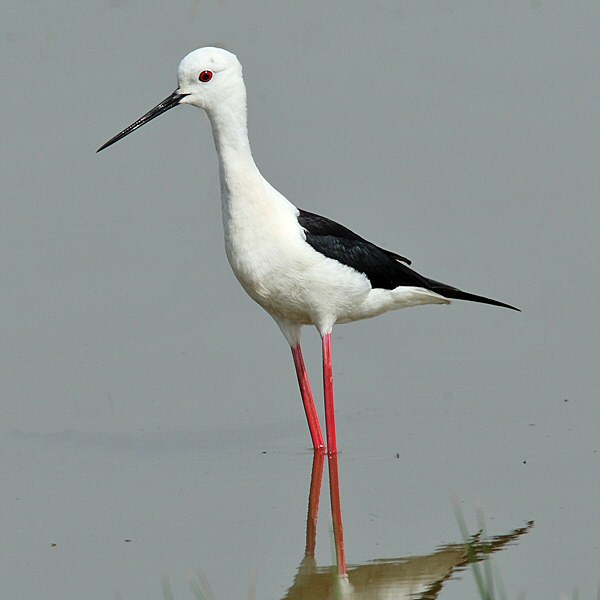 Black-winged Stilt