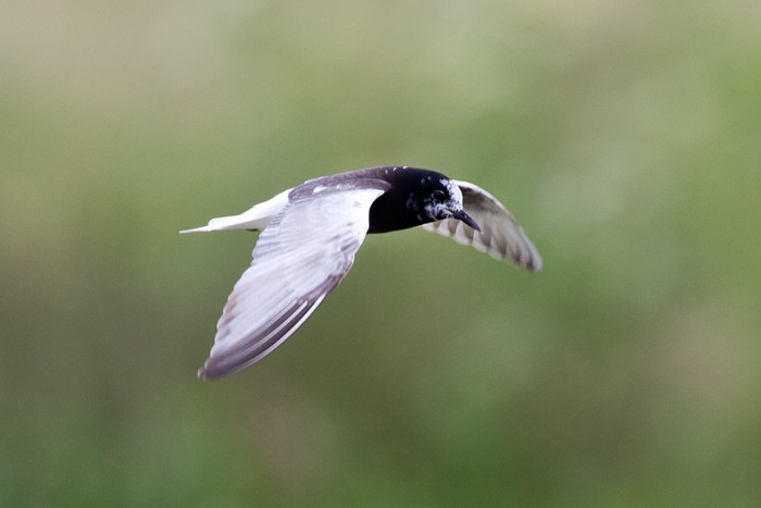 White-winged Black Tern
