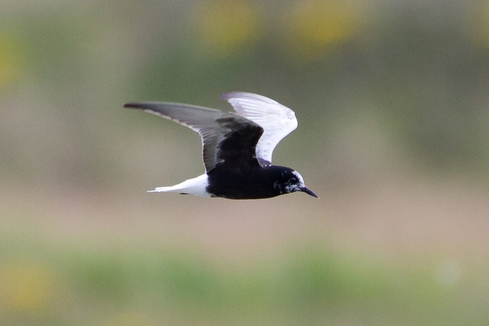 White-winged Black Tern