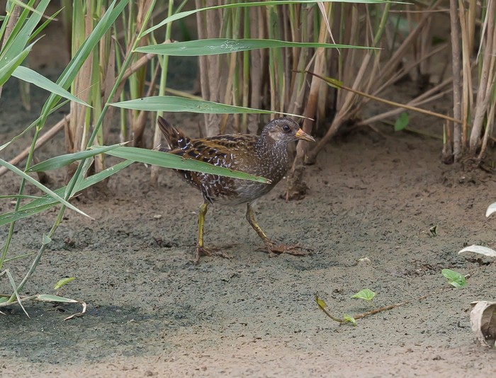 Spotted Crake