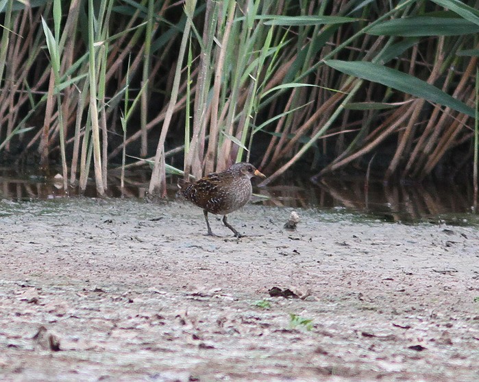 Spotted Crake