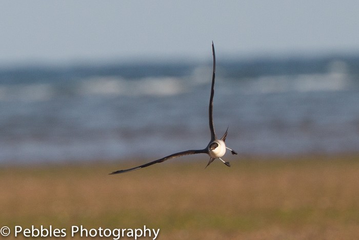 Long-tailed Skua