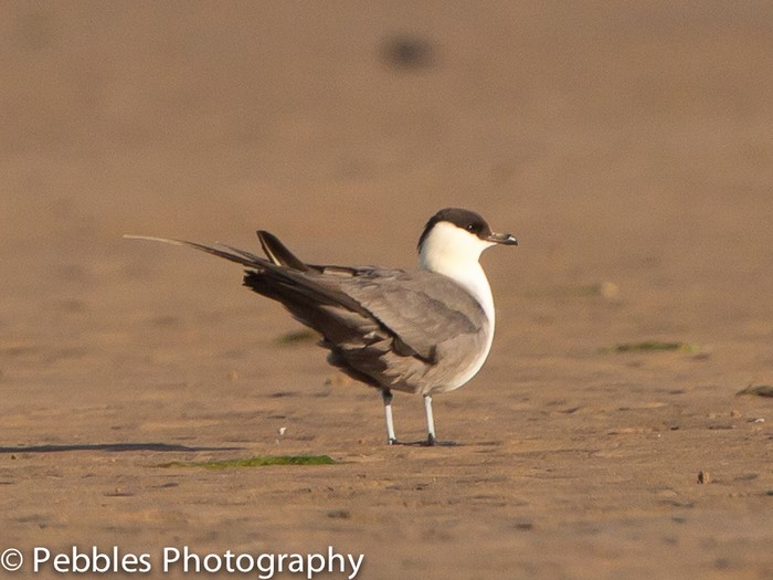 Long-tailed Skua