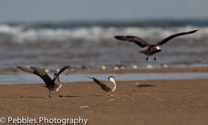 Long-tailed Skua