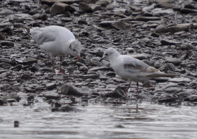 Ross's Gull