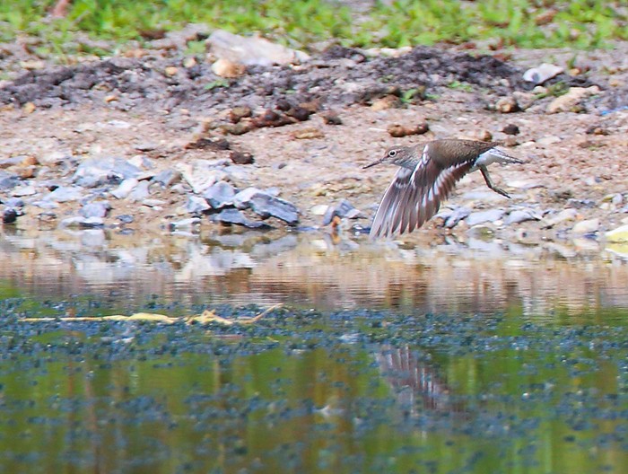 Common Sandpiper