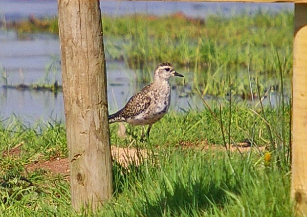 American Golden Plover