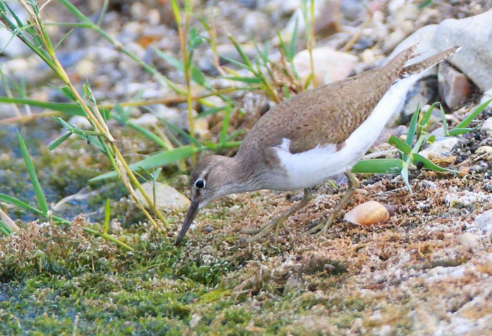 Common Sandpiper
