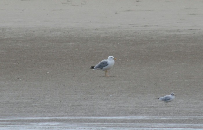 Yellow-legged Gull