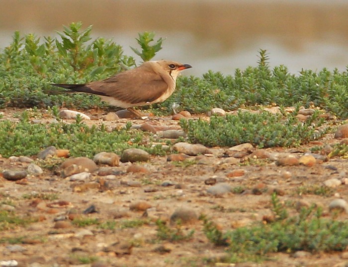 Collared Pratincole