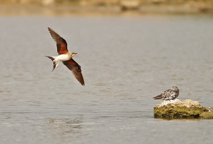Collared Pratincole