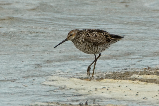 Stilt Sandpiper